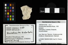 Foto (Objekt + Etiketten) von Goniodromites bidentatus (Reuss, 1859) 
